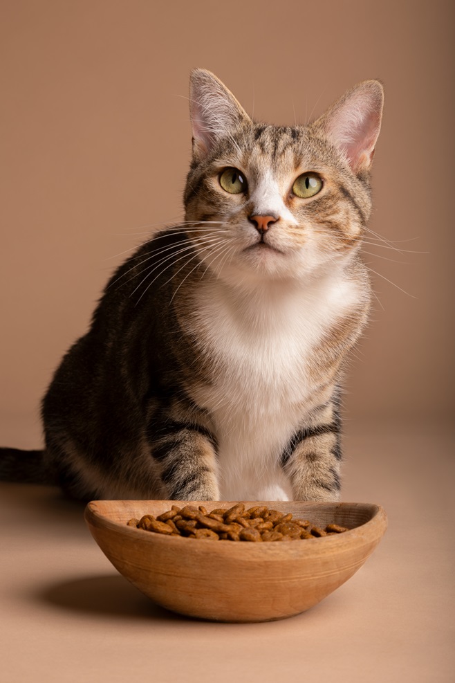 Best Cat Foods in 2024