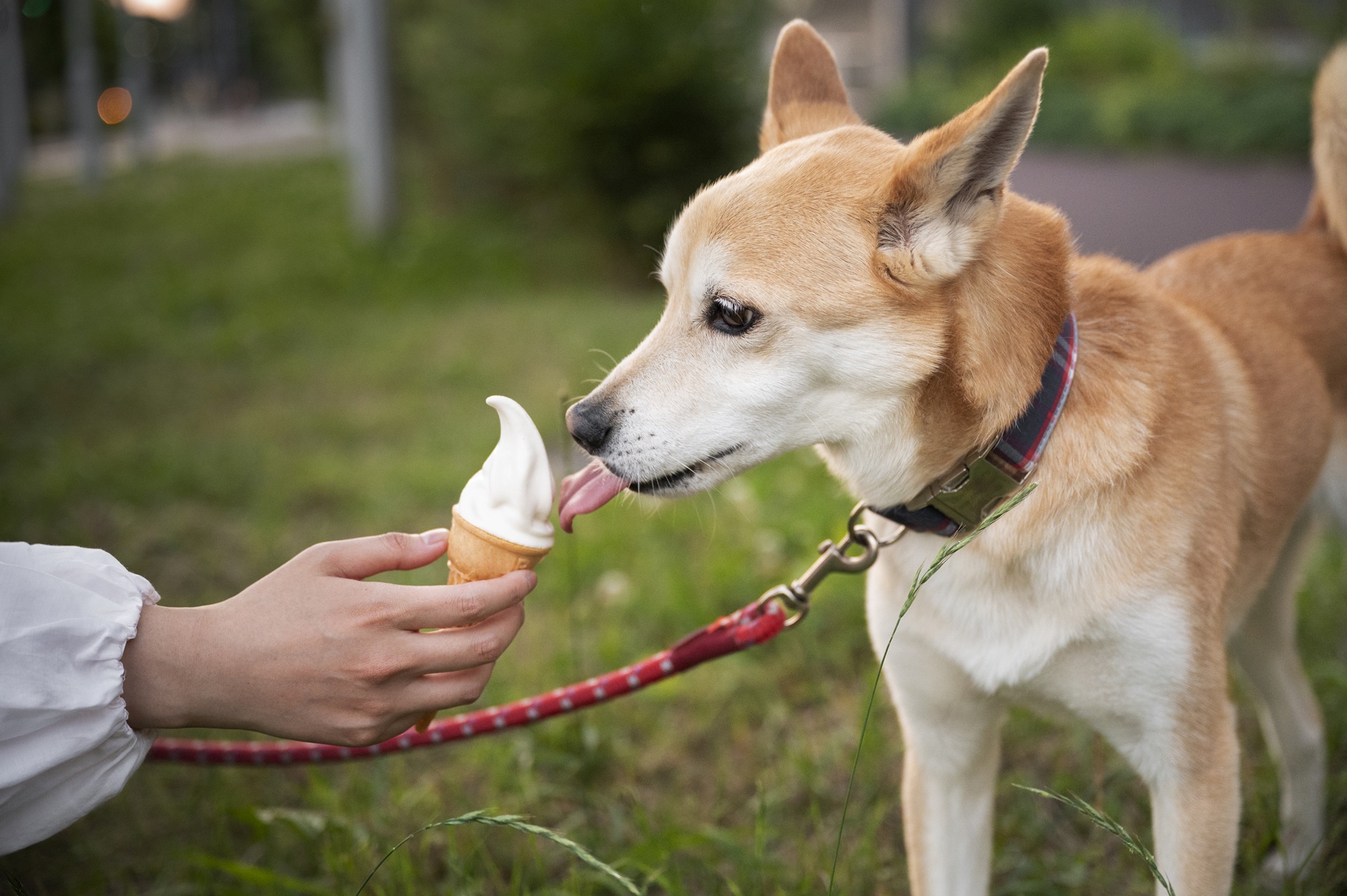 Dog Ice Cream Recipe