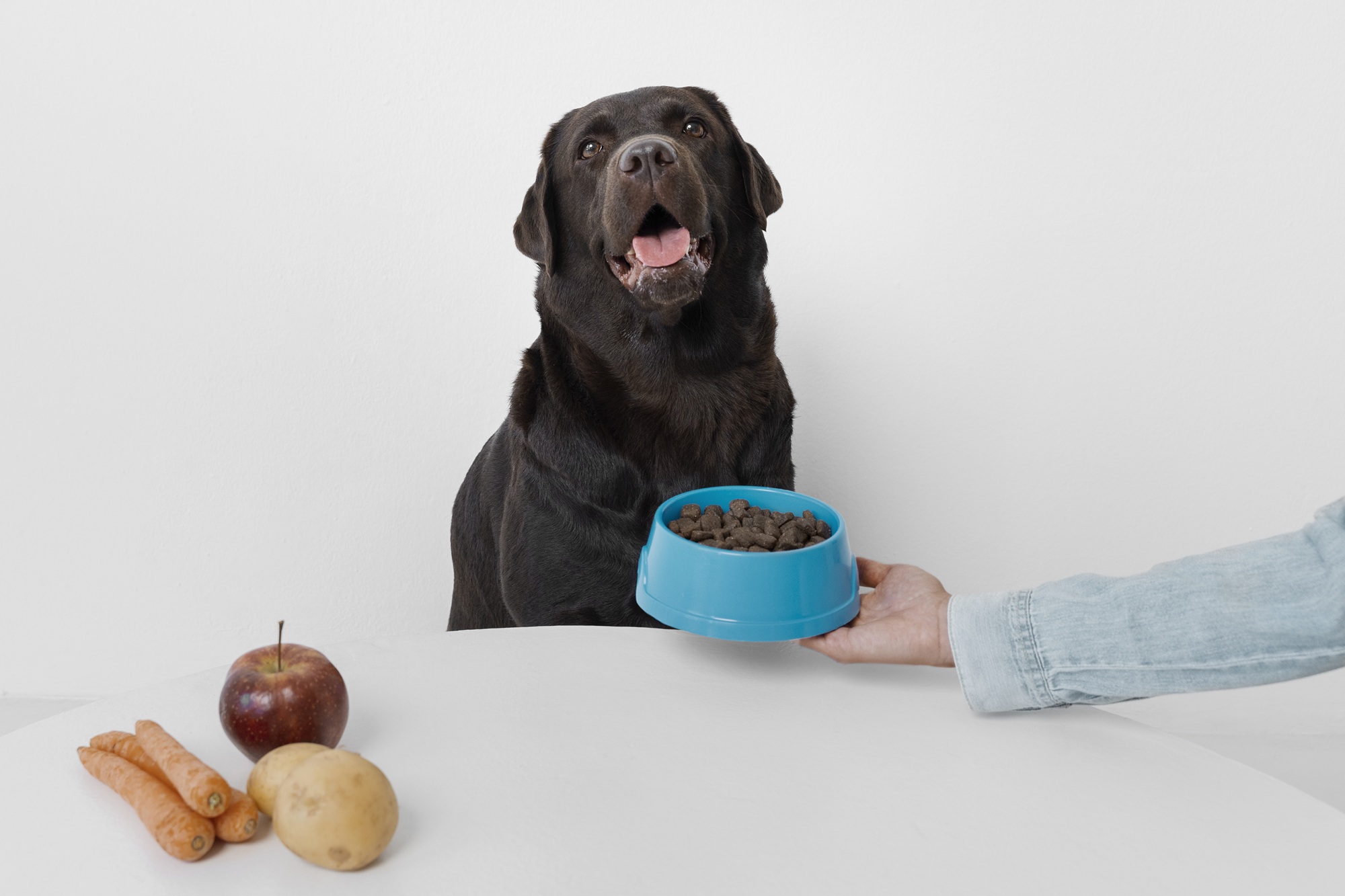 Wellness Dog Food