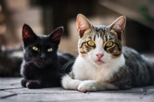 domestic cats