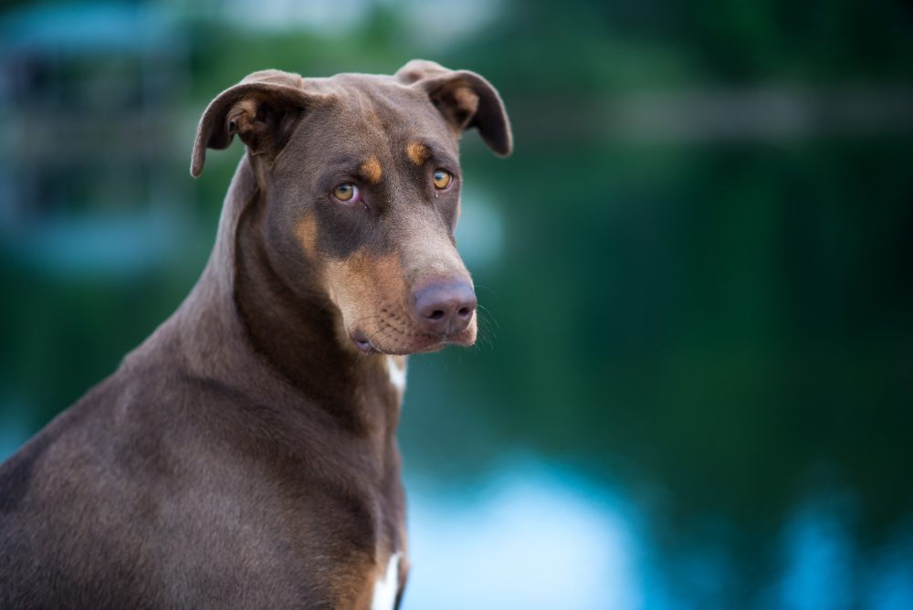 A dog giving a humorous side-eye, looking skeptical or judgmental, with its eyes glancing sideways while maintaining a relaxed body posture.