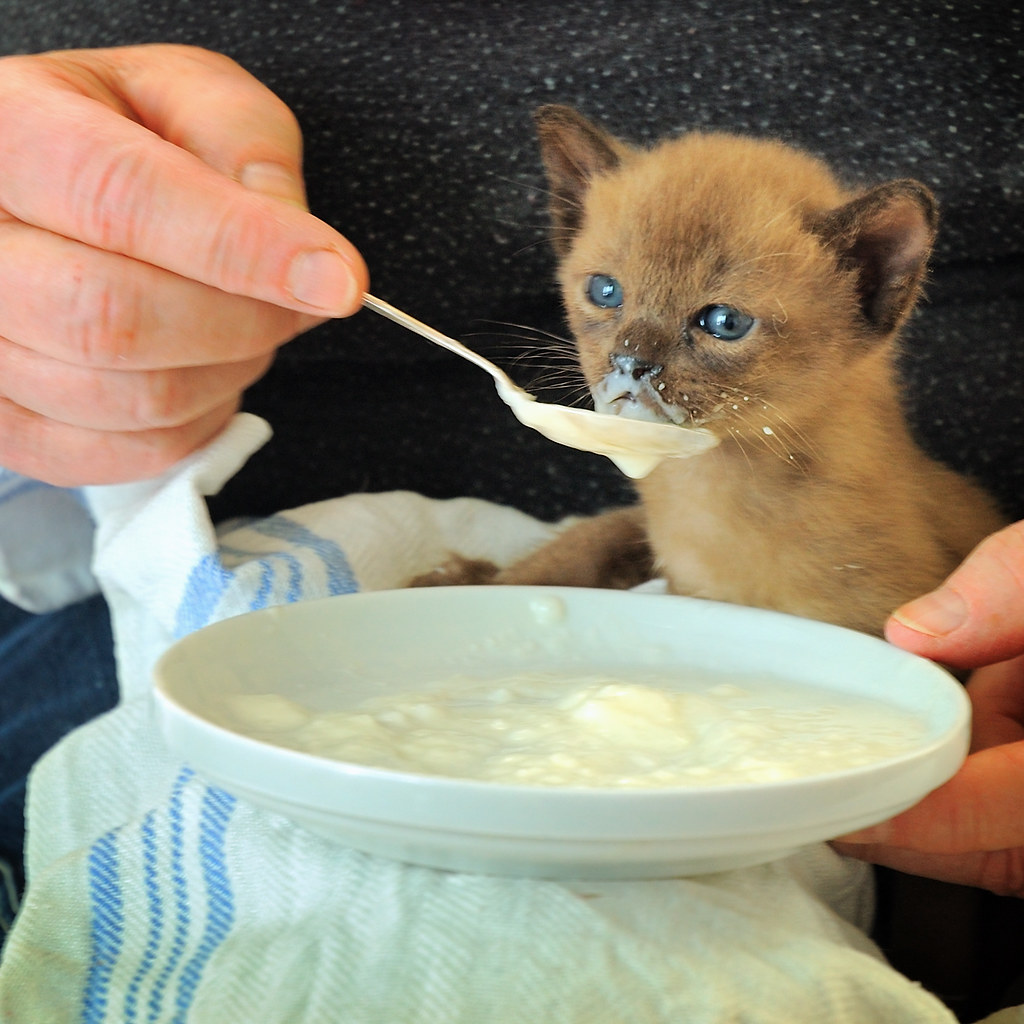 Best Kitten Cat Foods of 2024