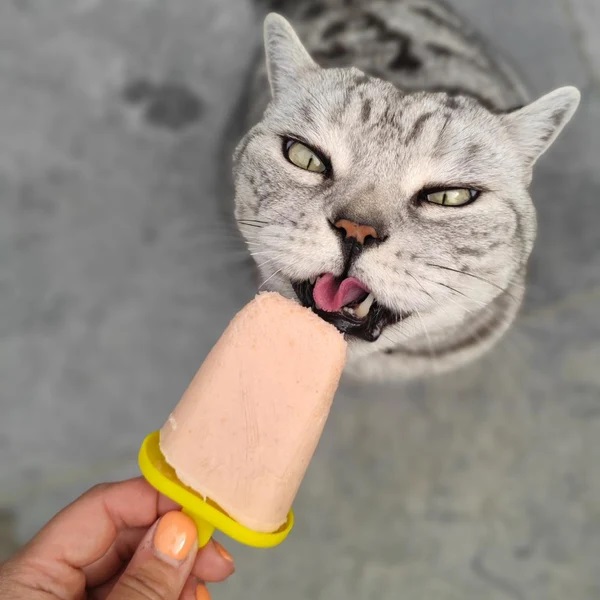 Cat Food Cat-Safe Ice Treats