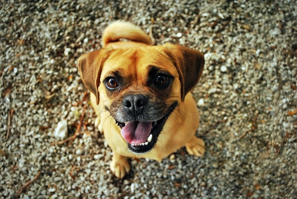 A cheerful dog sitting obediently, looking up at its owner holding a treat, showcasing training success.