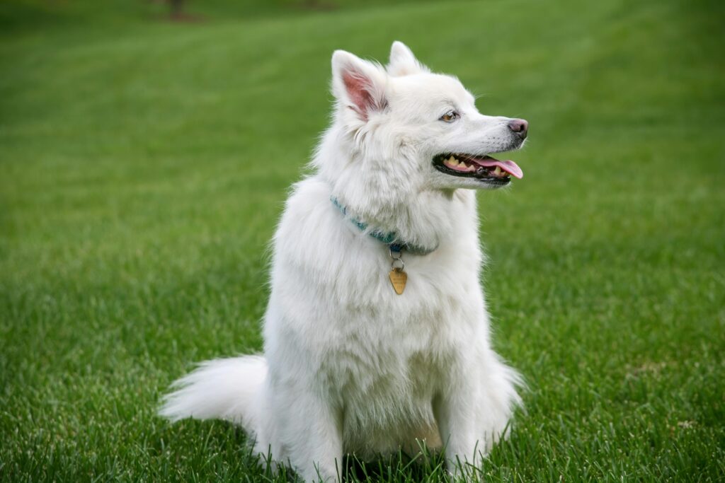 The American Eskimo Dog