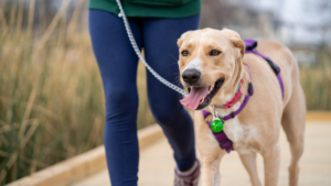 Dog owner walking their pet on a leash in a park, highlighting safety precautions.