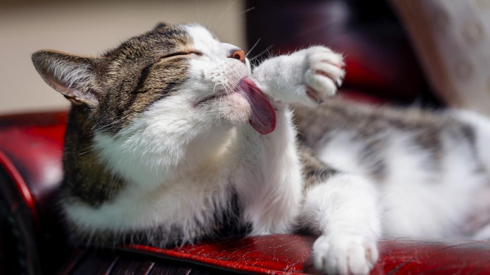 a-cat-licking-its-paw