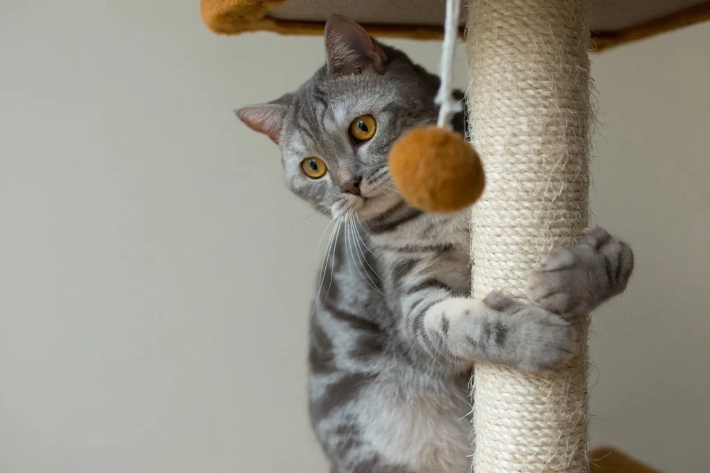 Playful cat jumping with excitement, bringing joy and laughter.