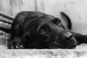 Greyscale closeup shot of a cute black dog lying on the ground