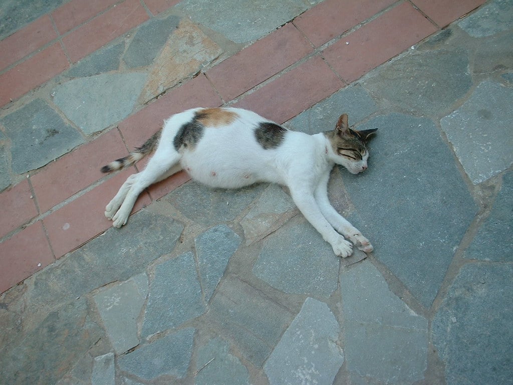 A pregnant cat lounging on a soft blanket, with a gentle paw resting on its belly, symbolizing feline pregnancy.