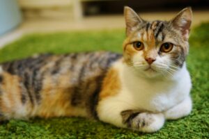 A beautiful calico cat with a distinctive tri-colored coat, sitting gracefully on a soft surface, showcasing its unique genetic traits.