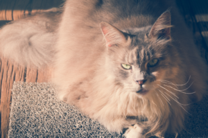 A long-haired cat with green eyes and a piercing gaze, sitting on a textured mat in warm sunlight.