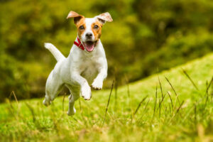 A dog playing fetch with a frisbee in a park, showcasing an active and enjoyable hobby for pets.