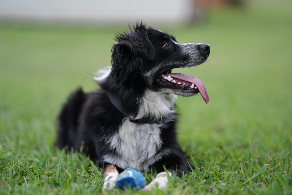 A border collie performing a trick with focused attention, symbolizing intelligence and trainability in dogs.