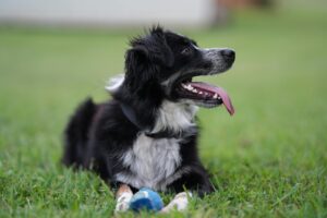 A border collie performing a trick with focused attention, symbolizing intelligence and trainability in dogs.